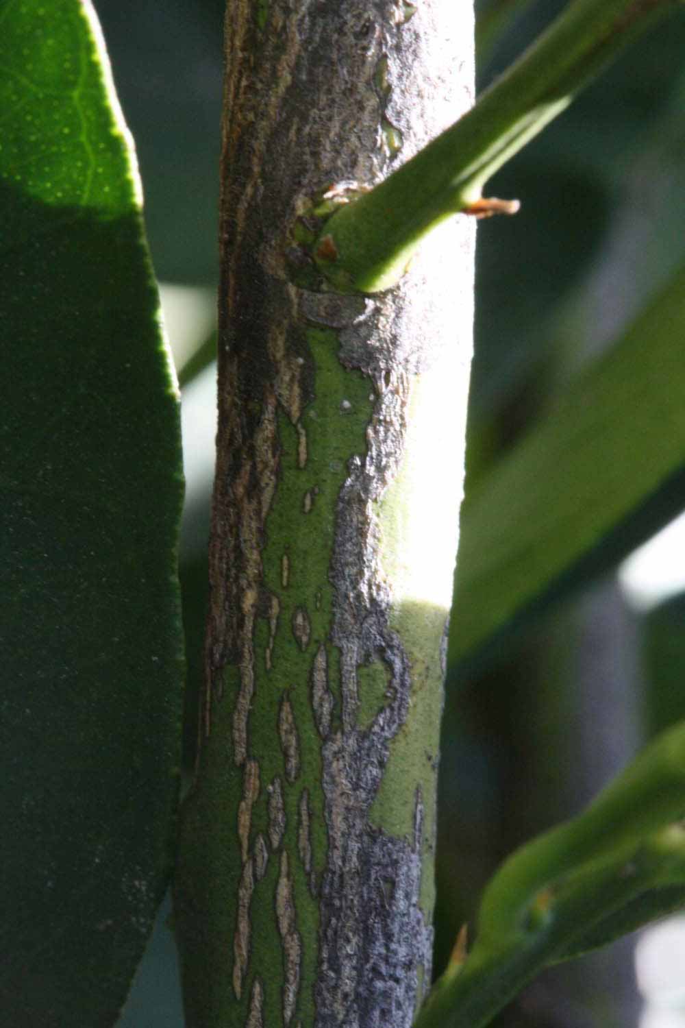              Second - third year twig (Riverside, CA)       